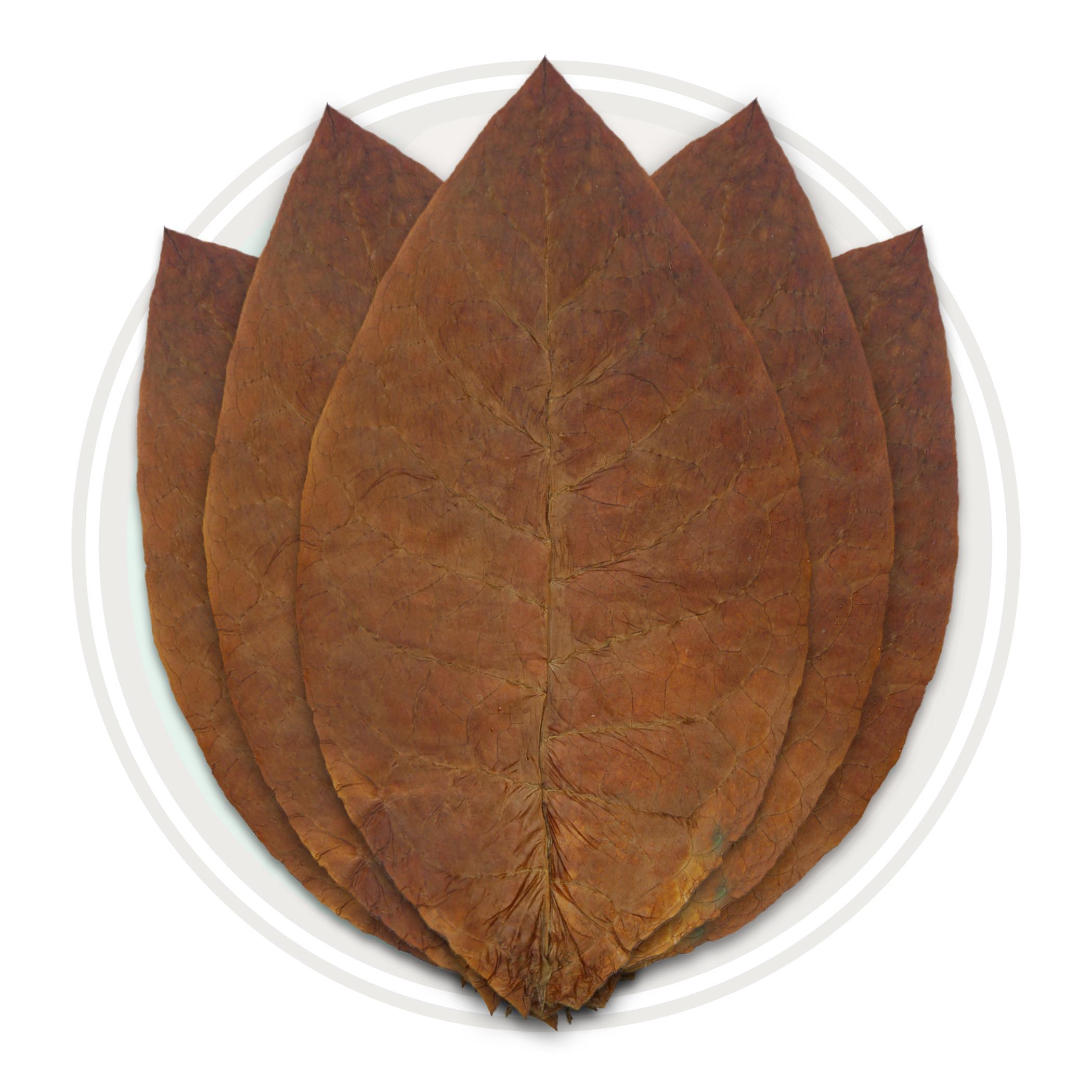 Ecuador Habano Seco Cigar Wrapper Whole Tobacco Leaf